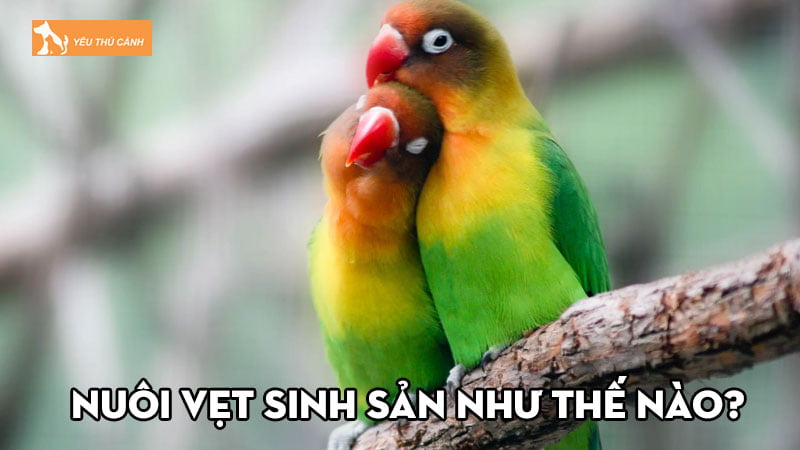 Nuôi vẹt sinh sản như thế nào? Một số lưu ý nên biết Nuôi vẹt sinh sản như thế nào? Một số lưu ý nên biết