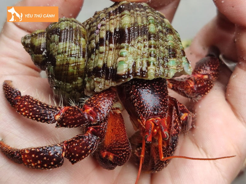 oc-muon-hon-la-gi-thucanh