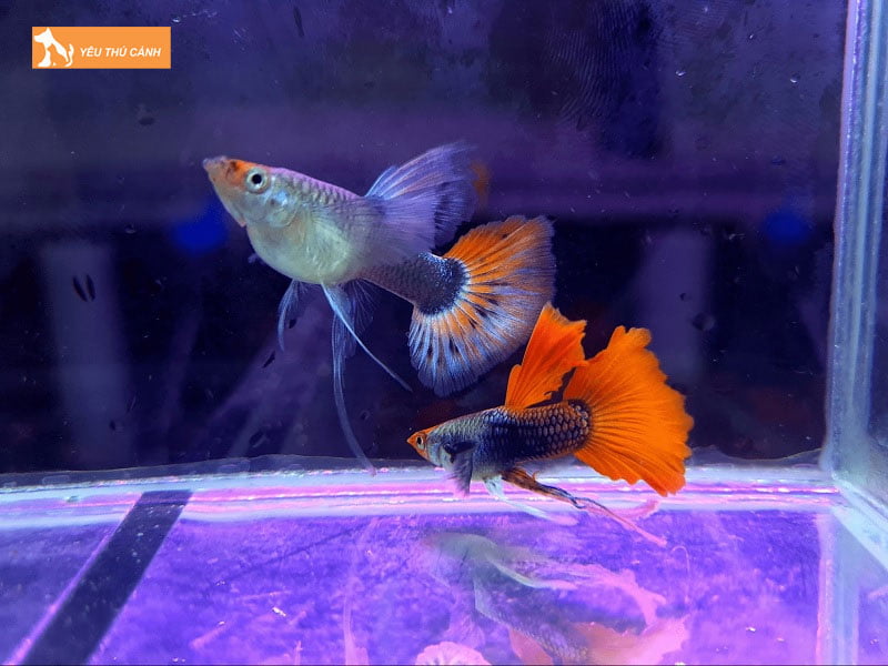 Phan-bo-so-luong-ca-bay-mau-cho-mot-be-ca-thucanh