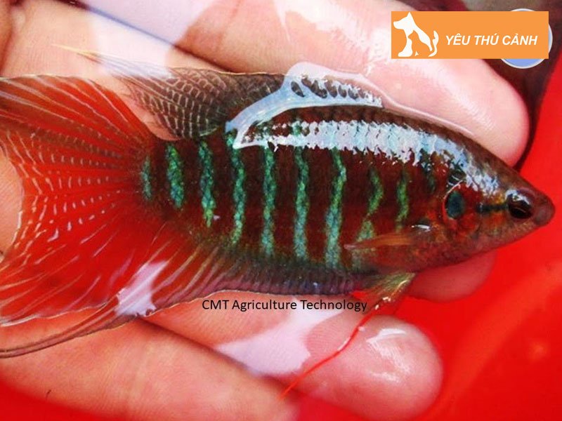 phan-loai-ca-co-1-thucanh