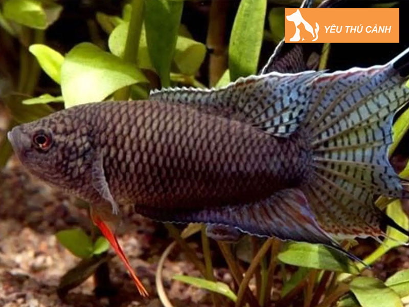 phan-loai-ca-co-thucanh