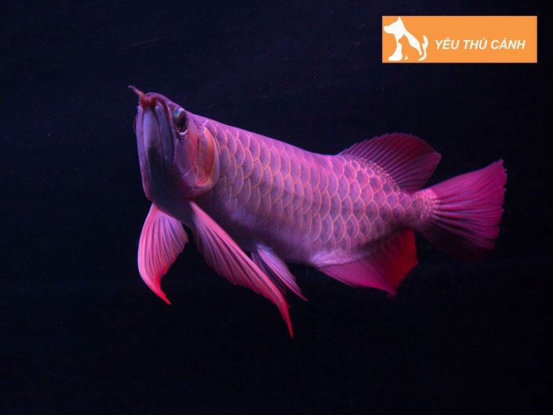 phan-loai-ca-kim-long-thucanh