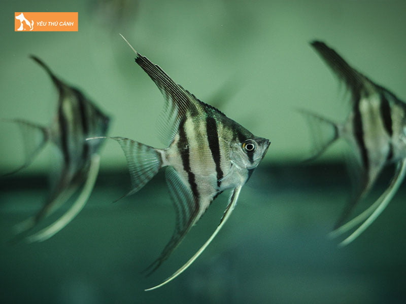 phan-loai-cac-loai-ca-ong-tien-ca-than-tien-ai-cap-thucanh