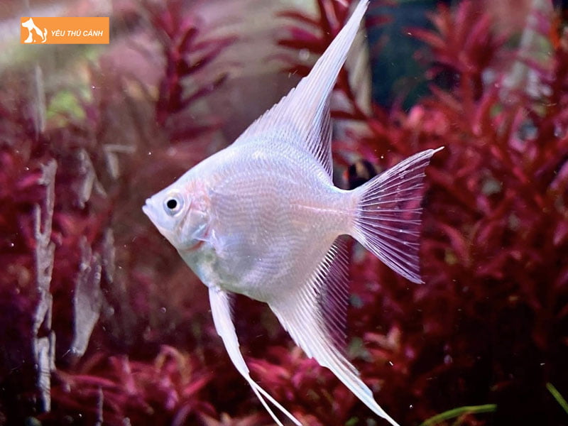 phan-loai-cac-loai-ca-ong-tien-ca-than-tien-trang-thucanh