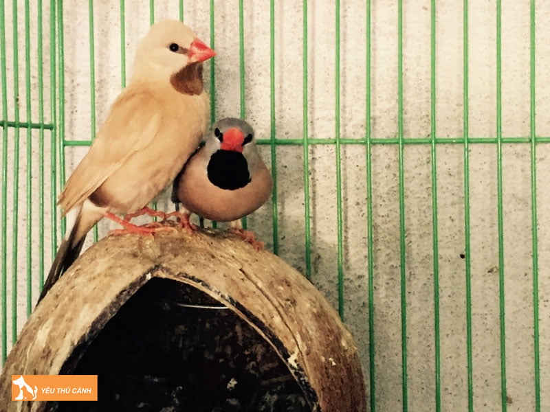 phan-loai-chim-sac-nhat-thucanh