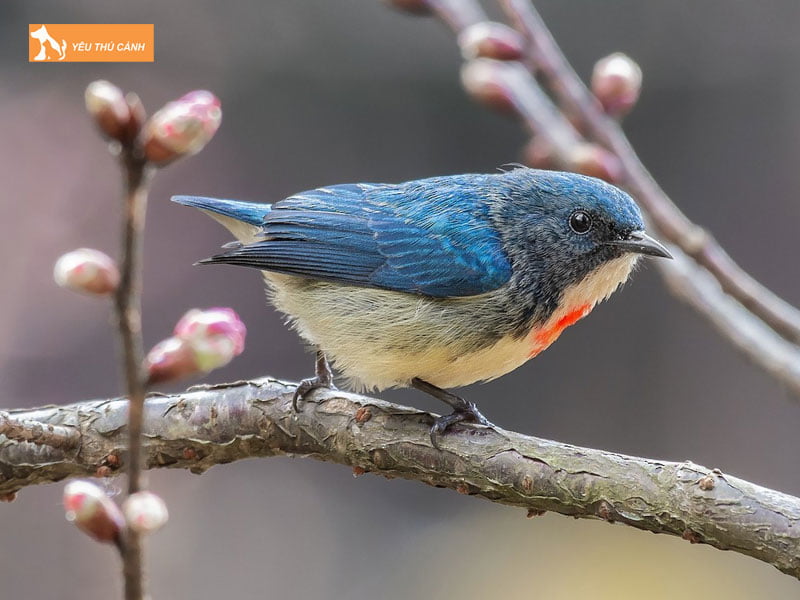 Phan-loai-chim-sau-thucanh
