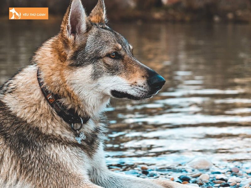 phong-benh-cho-wolf-hybrid-thucanh