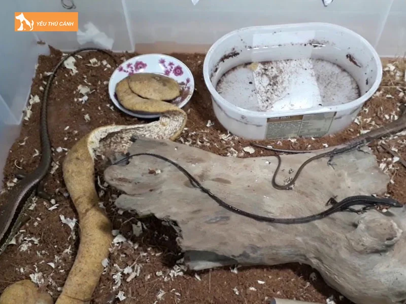 ran-liu-diu-co-doc-khong-thucanh