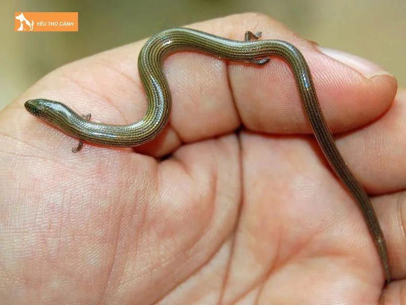 ran-liu-diu-la-con-gi-thucanh