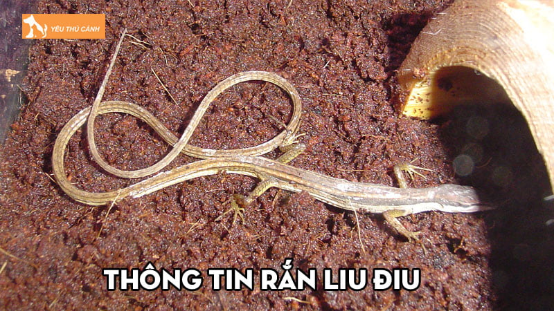 ran-liu-diu-va-mot-vai-thong-tin-thu-vi-ma-ban-chua-biet-thucanh