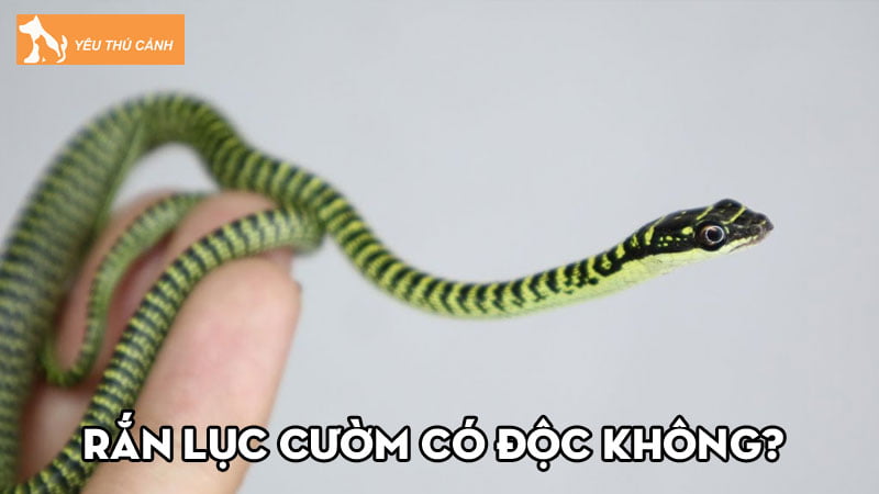 Rắn Lục cườm có độc không? Làm gì khi bị rắn lục cườm cắn