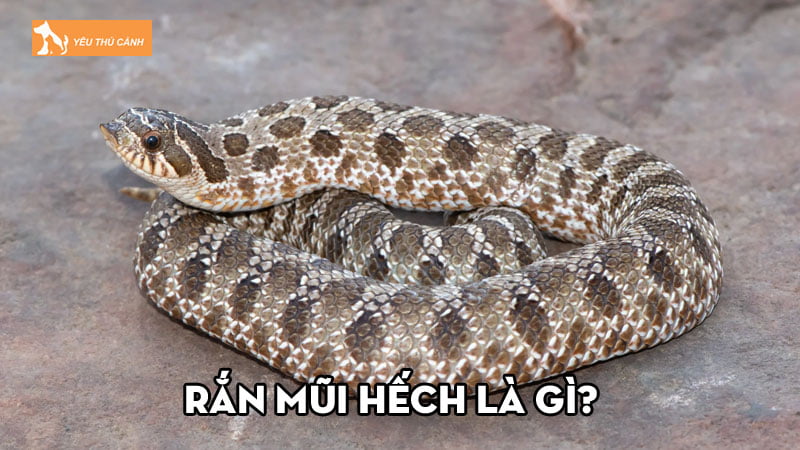 Rắn mũi hếch là gì? Những điều cần biết về loài rắn độc đáo này