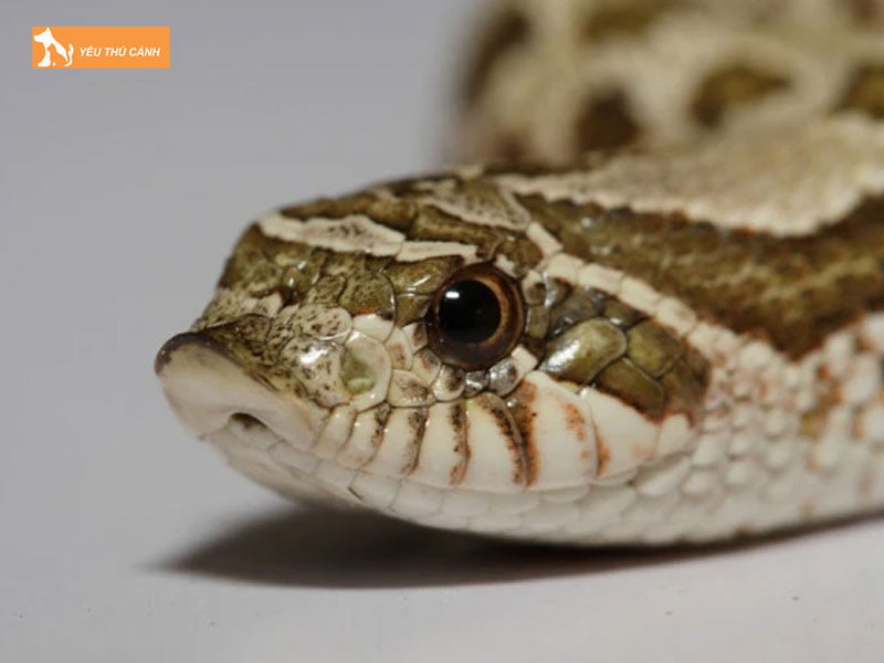 Ran-mui-hech-la-gi-thucanh