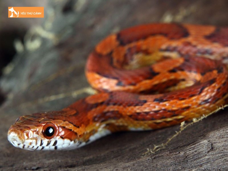 Ran-ngo-la-gi-thucanh