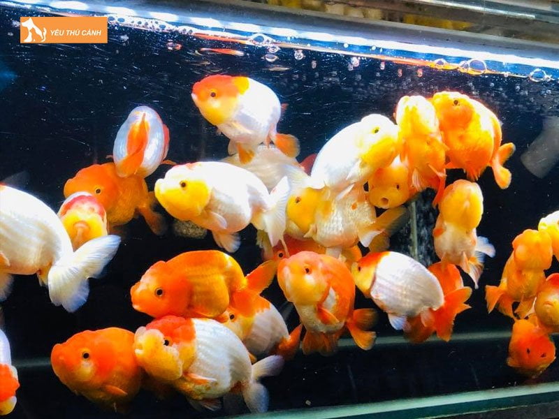 ranchu-mon-thucanh