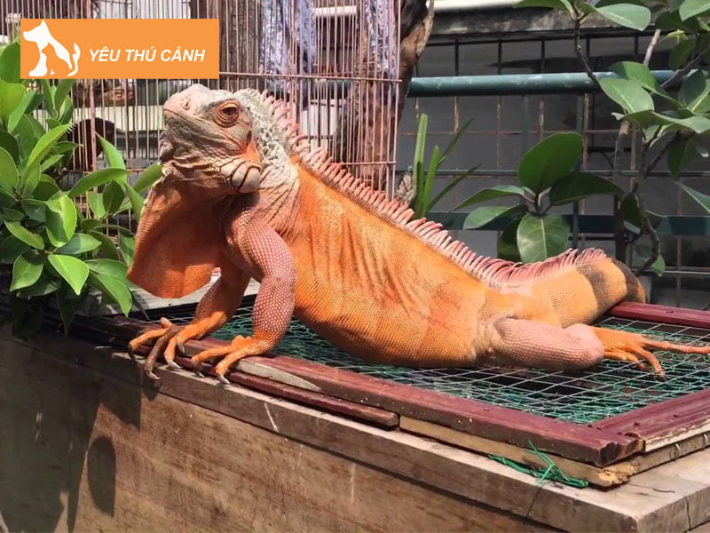 rong-nam-my-la-con-gi-thucanh