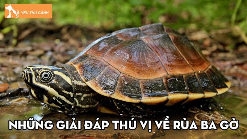rua-ba-go-nhung-giai-dap-thu-vi-ve-dac-diem-va-cach-nuoi-hieu-qua-thucanh