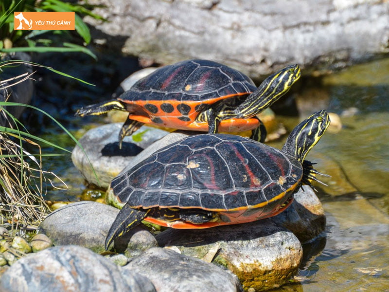 Rua-bung-do-florida-la-con-gi-thucanh