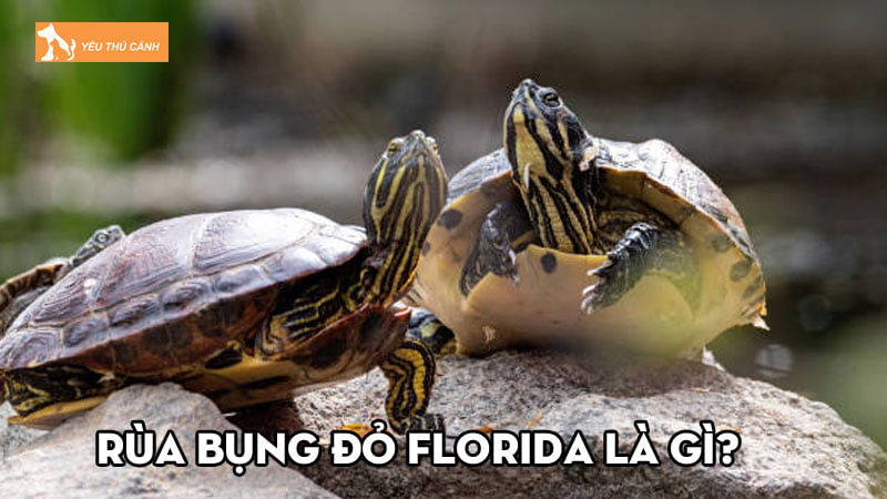Rùa bụng đỏ Florida là gì? Hướng dẫn cách nuôi cho người mới