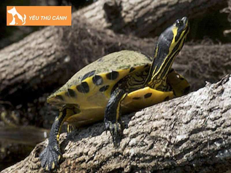 rua-bung-vang-yellow-bellied-thucanh