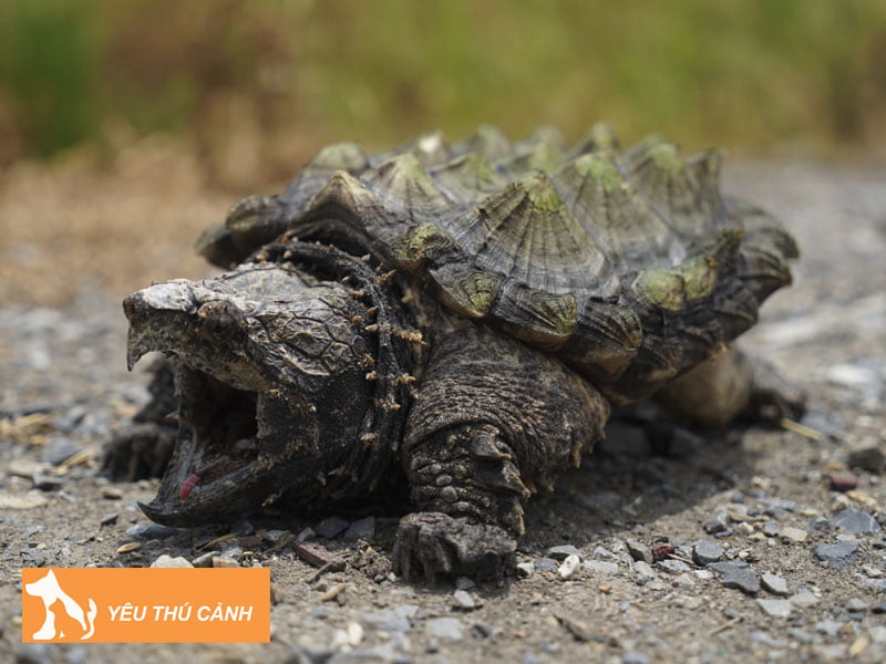 rua-ca-sau-canh-alligator-snapping-turtle-thucanh