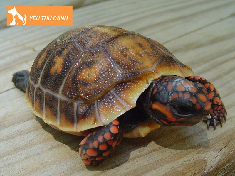 rua-chan-do-red-foot-tortoise-thucanh