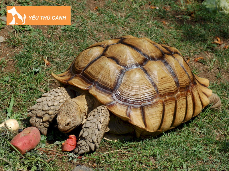 rua-chau-phi-sulcata-tortoise-thucanh