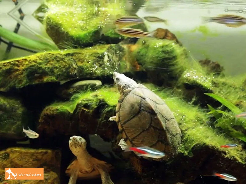 rua-co-the-song-chung-voi-ca-canh-khong-thucanh