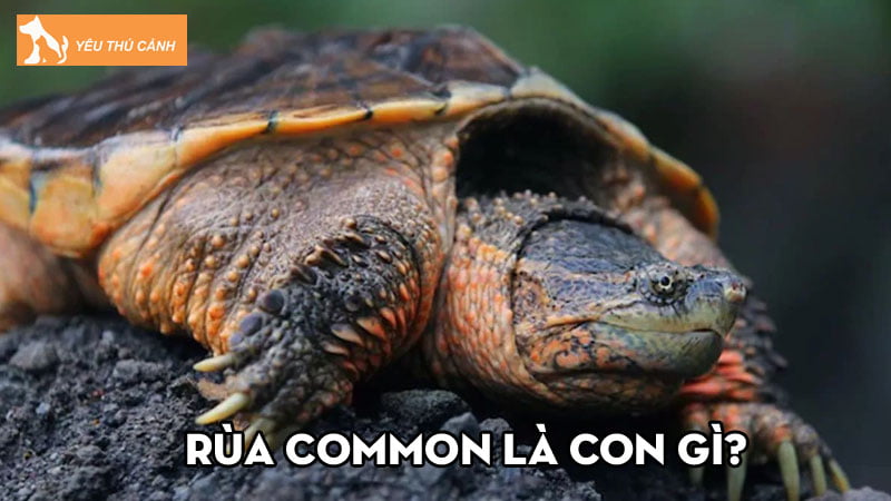 Rùa Common là con gì? Giá bán và cách nuôi rùa Common | Thucanh