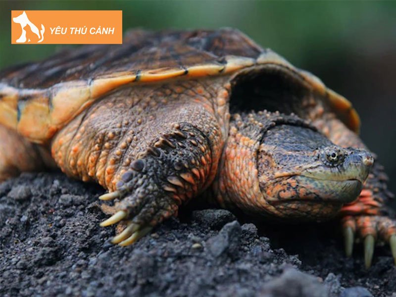rua-common-snapping-thucanh