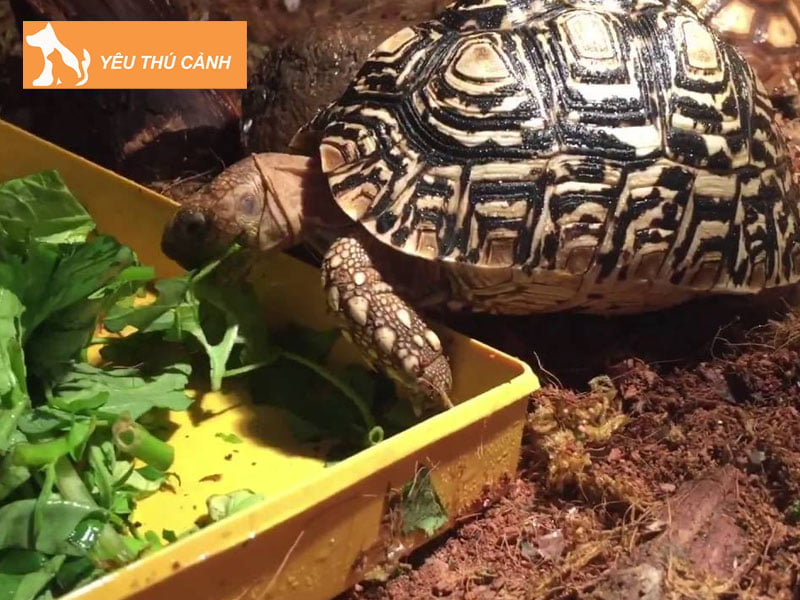 rua-da-bao-leopard-tortoise-thucanh