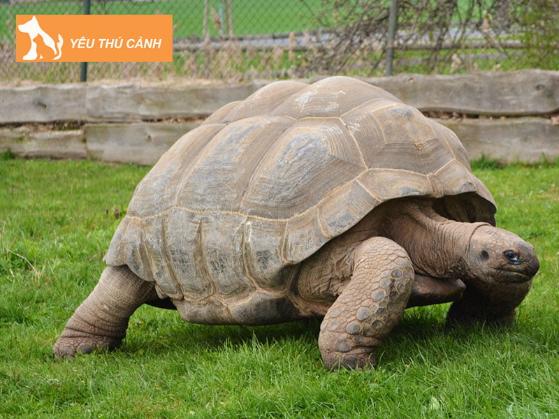 rua-dao-co-dai-aldabra-tortoise-thucanh