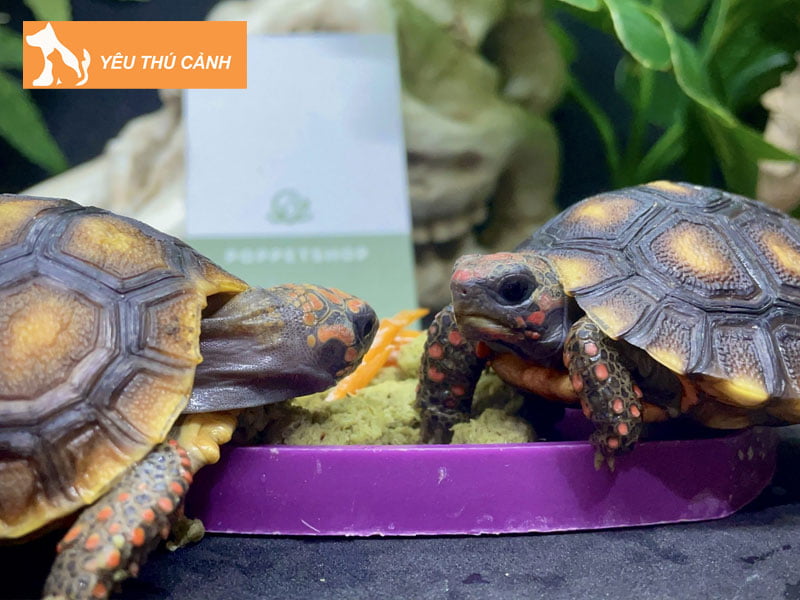 rua-dau-do-cherry-head-tortoise-thucanh