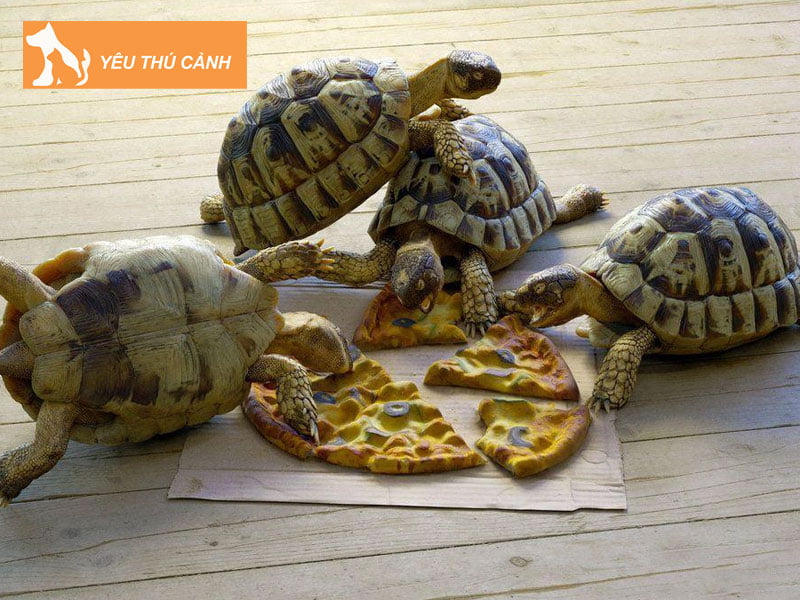 rua-hy-lap-hermann-tortoise-thucanh