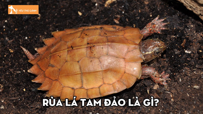Rùa lá Tam Đảo là gì? Kinh nghiệm chăm sóc rùa đúng cách Rùa lá Tam Đảo là gì? Kinh nghiệm chăm sóc rùa đúng cách