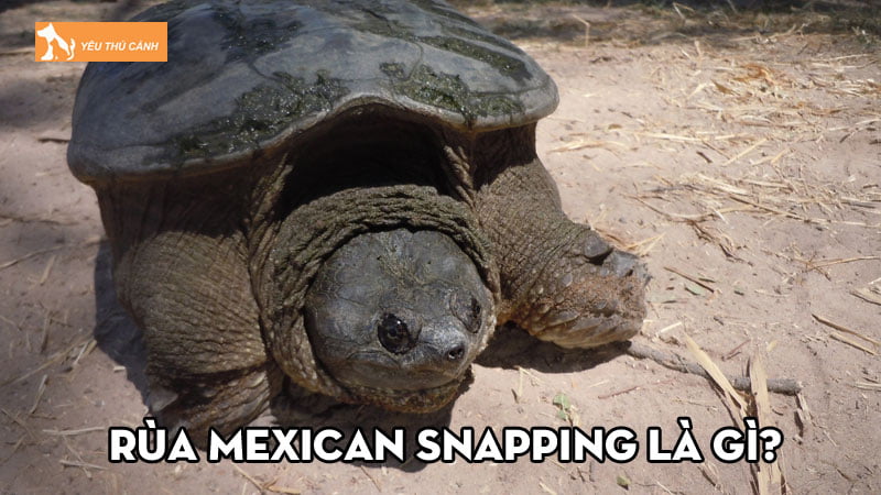 Rùa Mexican Snapping là gì? Kinh nghiệm chăm sóc hiệu quả Rùa Mexican Snapping là gì? Kinh nghiệm chăm sóc hiệu quả