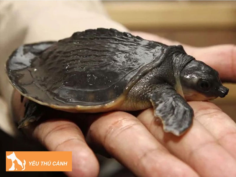 rua-mui-lon-pig-nosed-turtle-thucanh
