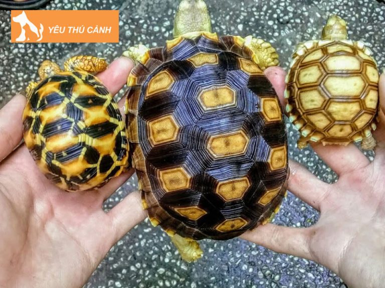 Những loài rùa cạn cảnh dễ nuôi được nhiều người yêu thích