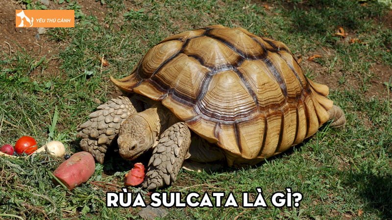 Rùa Sulcata là gì? Đặc điểm, cách nuôi và giá bán tham khảo Rùa Sulcata là gì? Đặc điểm, cách nuôi và giá bán tham khảo