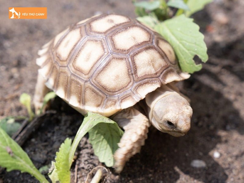 rua-sulcata-la-gi-thucanh