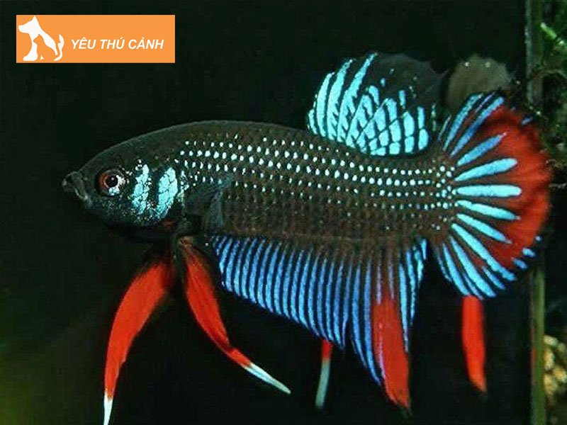 shop-ban-ca-lia-thia-dong-dep-o-tphcm-shop-betta-garden-thucanh
