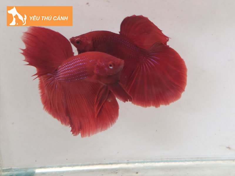 shop-ca-7-mau-sau-trang-thucanh