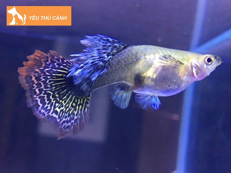 shop-ca-bay-mau-sai-gon-thucanh