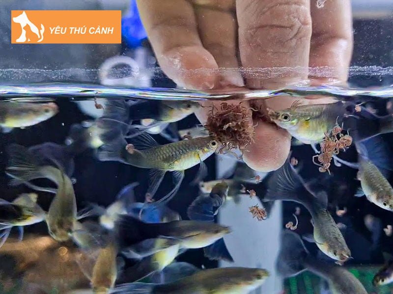 shop-ca-canh-nguyen-phat-thucanh