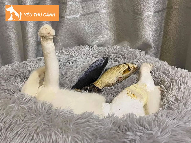 so-cuu-khi-meo-bi-gay-chan-thucanh