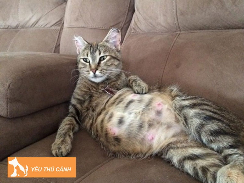 so-luong-num-vu-cua-meo-thucanh