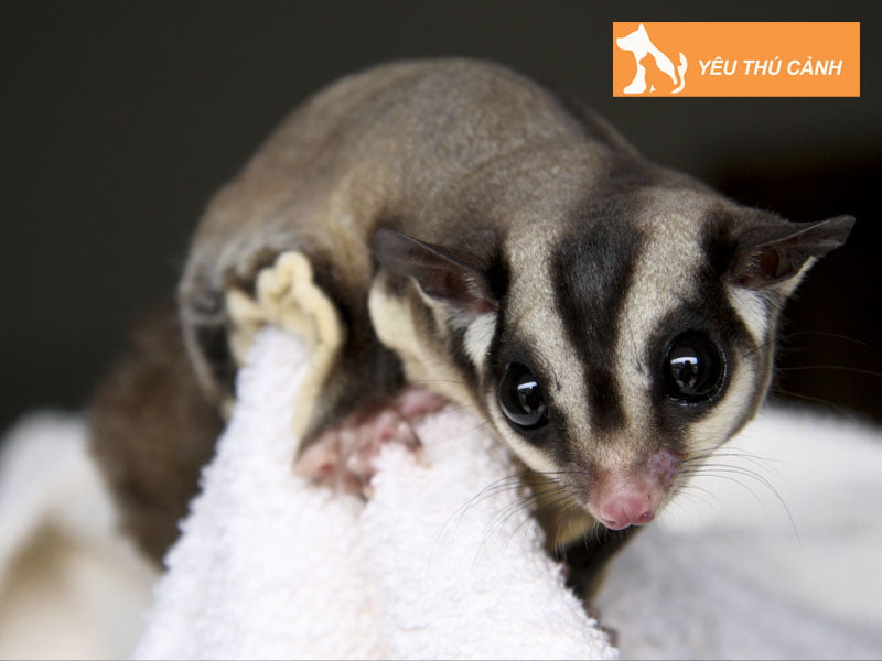 soc-bay-uc-la-con-gi-thucanh