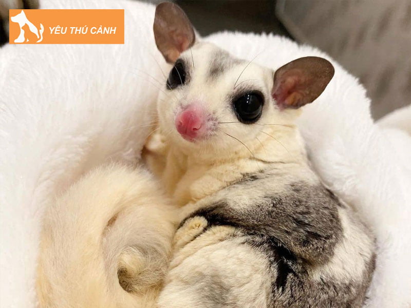 soc-bay-uc-thuong-normal-sugar-glider-thuan-chung-thucanh