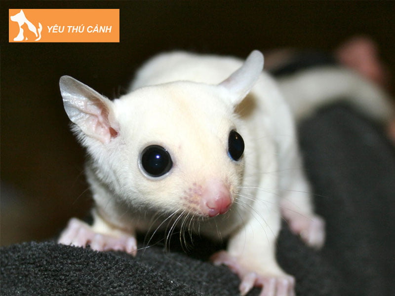 soc-bay-uc-trang-mat-den-leucistic-sugar-glider-thucanh