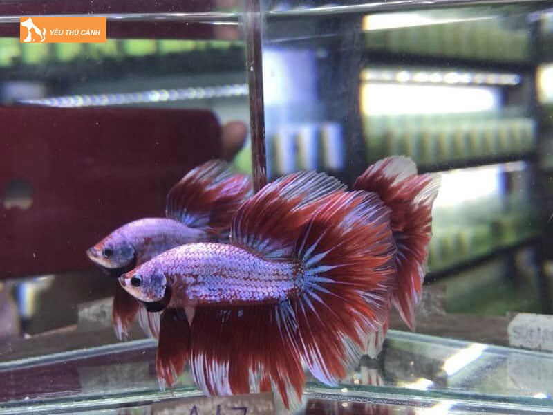 son-ngan-fishhouse-thucanh